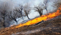تغییرات اقلیمی و دخالت‌های انسانی عامل  افزایش آتش‌سوزی در جنگل‌ها