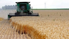امسال ۴۱۰ هزار تُن گندم در آذربایجان‌غربی خریداری شده است