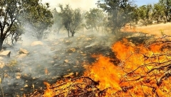 میزان آتش سوزی در جنگل‌های آذربایجان‌غربی ۹۶ درصد  کاهش یافت
