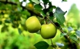 امسال ۱.۱ میلیون تن سیب در آذربایجان غربی تولید می شود