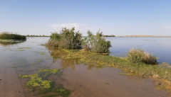وضعیت تالاب‌های اقماری پارک ملی دریاچه ارومیه  شکننده است