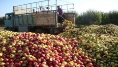 بازار داغ دلالان سیب صنعتی در آذربایجان غربی