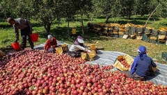 وضعیت نامشخص بازار سیب آذربایجان غربی با وجود وعده‌های مسئولان