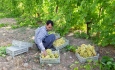 طرح شناسنامه دار کردن باغات در آذربایجان غربی اجرا می شود