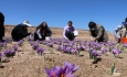 اشتغالزایی کشت زعفران برای ۹هزار نفر  در آذربایجان غربی