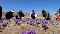 اشتغالزایی کشت زعفران برای ۹هزار نفر  در آذربایجان غربی
