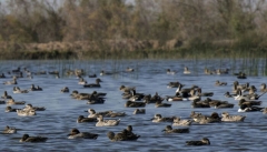 آذربایجان‌غربی کریدوری امن برای پرندگان مهاجر
