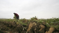 کشاورزان حوضه دریاچه ارومیه به تولید چغندرقند تمایل ندارند