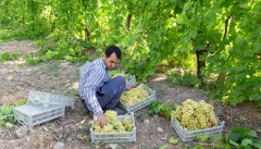 توسعه و نوسازی باغات آذربایجان غربی  ضروری است