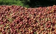 موانع صادرات حل نشود سیب امسال هم روی دست باغداران می‌ماند