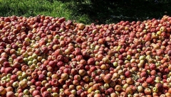 موانع صادرات حل نشود سیب امسال هم روی دست باغداران می‌ماند