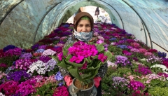 توسعه ۲ هزار هکتاری شهرک‌ کشاورزی آذربایجان غربی  در دستور کار است