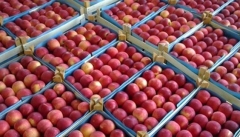 رفع تعهد ارزی از سیب در افزایش صادرات  این محصول کارگشا است