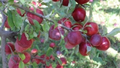 صادرات سیب آذربایجان غربی کاهش یافت