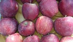 نزدیک به ۴۰۰ هزار تن سیب در سردخانه های آذربایجان غربی انبار است