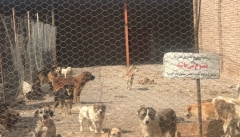 پناهگاه حیوانات بی‌پناه شهرداری ارومیه، بزرگ ترین و مجهزترین  پناهگاه موجود در شمالغرب کشور