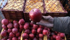 مشکلی در صادرات سیب آذربایجان غربی  وجود ندارد