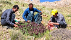 طبیعت آذربایجان غربی بستر رویش گیاهان دارویی