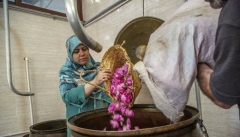 استحصال سالانه بیش از ۹۰۰ هزار لیتر گلاب در آذربایجان غربی