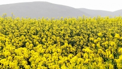 مزارع کلزا، رنگ طبیعت آذربایجان غربی را طلایی‌ کرد