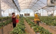 زراعت مدرن  تجارتی که در خانه‌های سبز رونق می‌گیرد