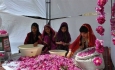 جشنواره هایی با طعم محصولات کشاورزی در آذربایجان غربی