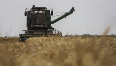 ۶۰ هزار تن گندم از کشاورزان آذربایجان غربی خریداری شده است
