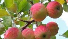 پیش بینی برداشت ۴۰هزار تن سیب تابستانه در آذربایجان غربی