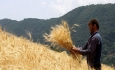 کشاورزان آذربایجان غربی ۹۰ هزار میلیارد ریال بابت بهای گندم طلب دارند