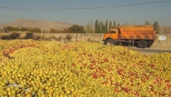 ۴۰۰ تن سیب صنعتی در آذربایجان غربی خریداری شد