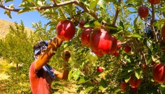 تسهیل مسیر صادراتی، نیاز اساسی سیب آذربایجان‌غربی