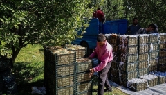 تولید سیب  در حوضه آبریز دریاچه ارومیه افتخار نیست