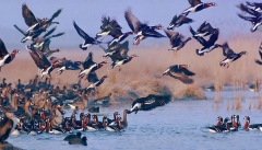 آذربایجان‌غربی سالانه میزبان بیش از ۲۰۰ گونه پرنده مهاجر است