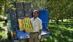 قطب سیب ایران پشت سد صادرات
