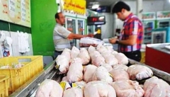 کمبود مرغ درآذربایجان غربی  وجود ندارد