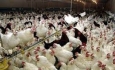 ۶۱ واحد پرورش مرغ مادر در آذربایجان‌غربی فعال است