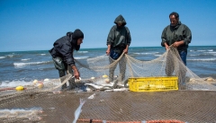 تولید سالانه بیش از ۷ میلیون قطعه بچه ماهی در آذربایجان‌غربی