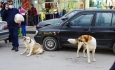 سگ های ولگرد از سطح شهر ارومیه  جمع آوری شود