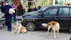 سگ های ولگرد از سطح شهر ارومیه  جمع آوری شود