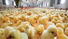 تولید بیش از ۱۶ میلیون قطعه جوجه گوشتی در آذربایجان غربی در هر دوره جوجه ریزی