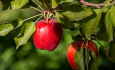۸۰۰ هزار تن سیب  باغداران ارومیه  در سردخانه  باقی مانده است
