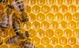 موانع تولید عسل در خوی مرتفع شود