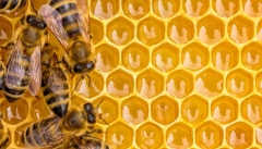 موانع تولید عسل در خوی مرتفع شود