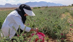 ممنوعیت برداشت و فروش گیاهان مرتعی و دارویی  در آذربایجان غربی