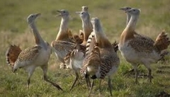 واردات تخم پرنده میش مرغ به آذربایجان‌غربی